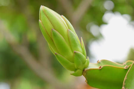 young Dragon fruitの写真素材