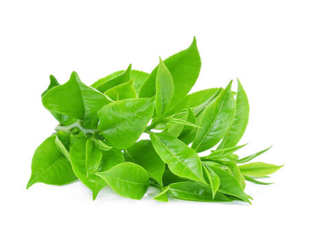 Green tea leaf isolated on white backgroundの写真素材