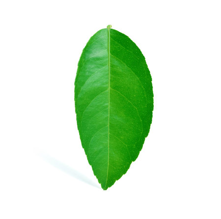 Lime green leaves on a white background.