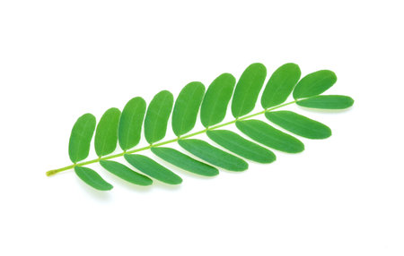 Tamarind leaf isolated on white