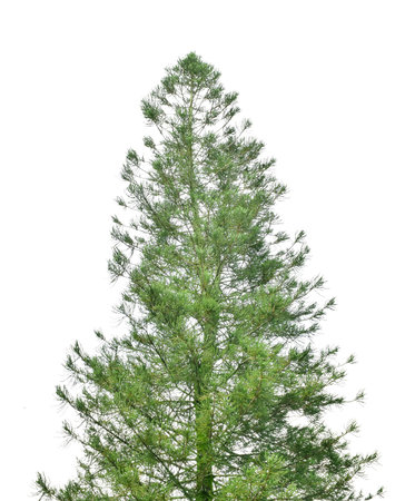 Pine tree isolated on white background