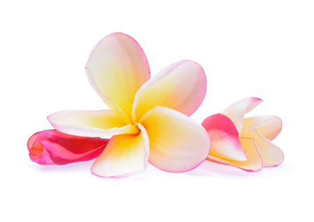 frangipani flower isolated on white backgroundの写真素材