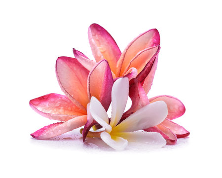 frangipani flower isolated on white backgroundの写真素材