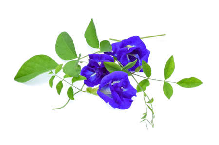 Butterfly Pea flower on white backgroundの写真素材