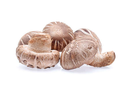 Shiitake Mushrooms on white backgroundの写真素材