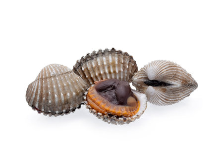 cockles seafood isolated on white background