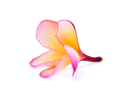 frangipani flower isolated on white backgroundの写真素材