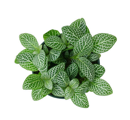 Top view of small plant pot on white background.の写真素材