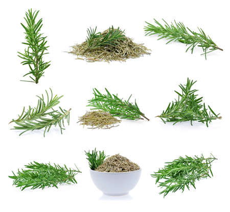 rosemary isolated on white backgroundの写真素材