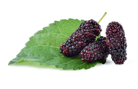 Mulberry with leaf Isolated on white backgroundの写真素材