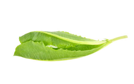 Fresh baby cos lettuce on white, Romaine or cos lettuce leaves, Cos Lettuce Isolated on White Backgroundの写真素材
