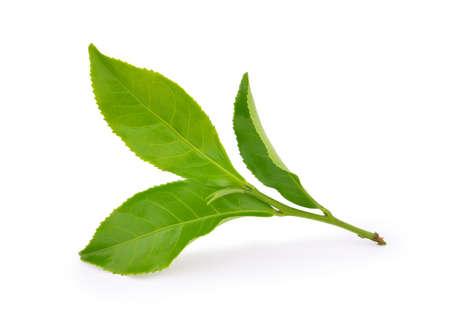 Green tea leaf isolated on white backgroundの写真素材