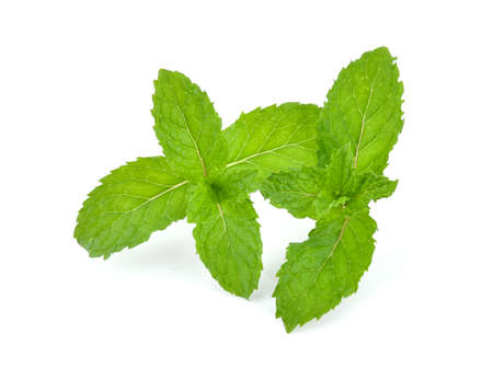 Mint leaves isolated on white background.の写真素材