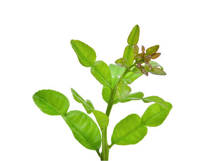Top Kaffir lime leaf isolated on white backgroundの写真素材
