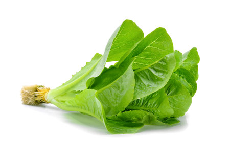 fresh baby cos (lettuce) on white backgroundの写真素材
