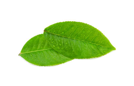 Top view of leaves green tea with drops of water isolated on white backgroundの写真素材