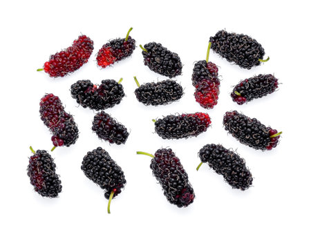 Mulberry isolated on white backgroundの写真素材