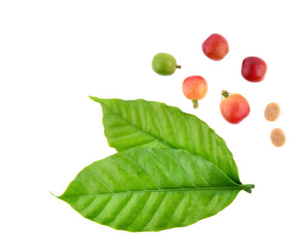 Top view of Red coffee beans isolated on white backgroundの写真素材