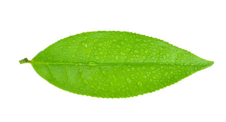 Top view of leaves green tea with drops of water isolated on white backgroundの写真素材