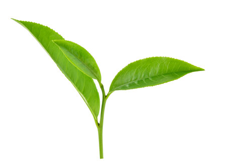 Green tea leaf isolated on white backgroundの写真素材
