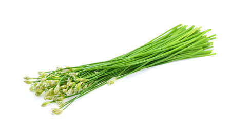 Chinese chives  isolated on white backgroundの写真素材