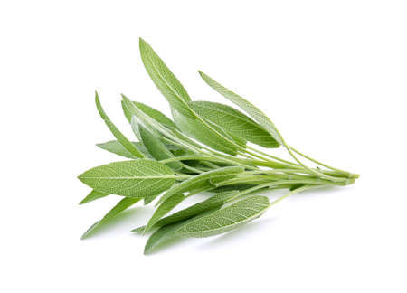 Sage herb isolated on white backgroundの写真素材