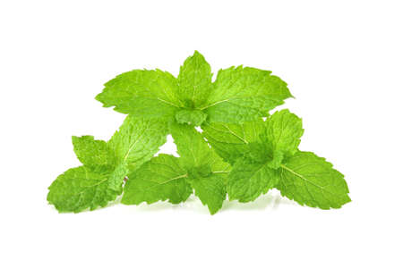 mint leafs herb. isolated on white backgroundの写真素材