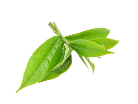 green tea leaf isolated on white backgroundの写真素材