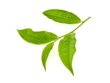 green tea leaf isolated on white backgroundの写真素材