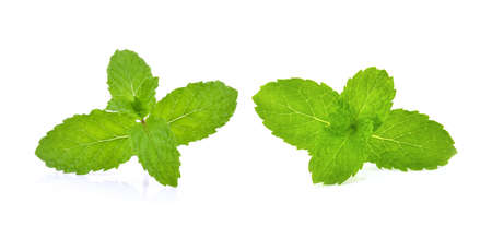 mint leafs herb. isolated on white backgroundの写真素材