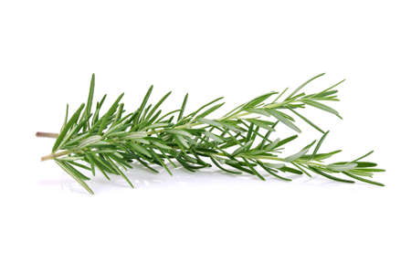 Rosemary isolated on white backgroundの写真素材
