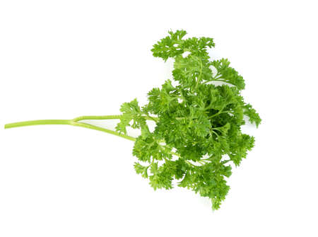 Top view of Parsley isolated on white backgroundの写真素材