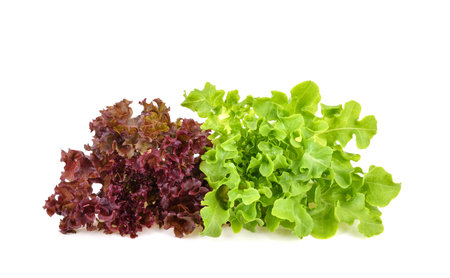 Red and green oak lettuce with water drops on white background.の写真素材