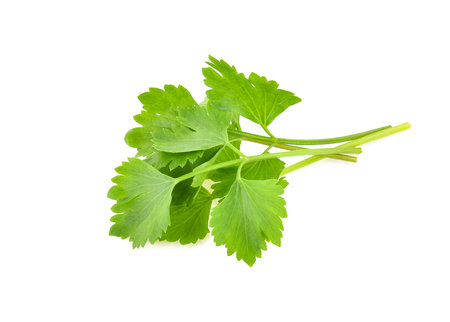 fresh coriander leaves over white backgroundの写真素材
