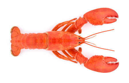 Top view of lobster isolated on white backgroundの写真素材