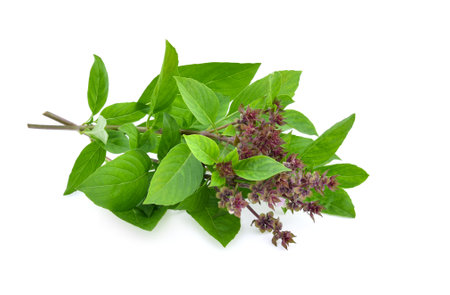 Sweet Basil isolated on white backgroundの写真素材