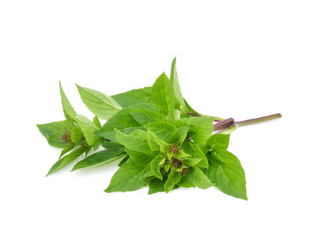 Leaf Sweet Basil isolated on white backgroundの写真素材