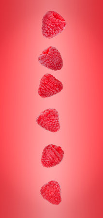 Falling raspberry isolated on red backgroundの写真素材
