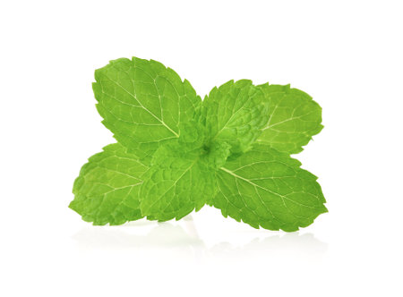 mint leaves herb. isolated on white backgroundの写真素材