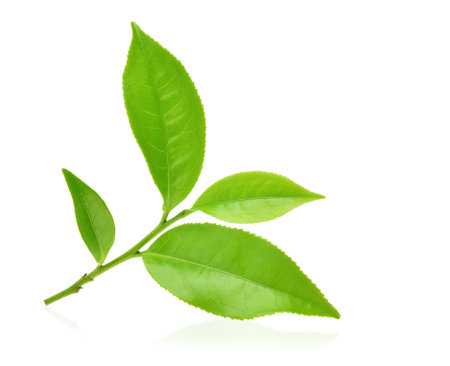 front and back of Green tea leaf isolated on white backgroundの写真素材