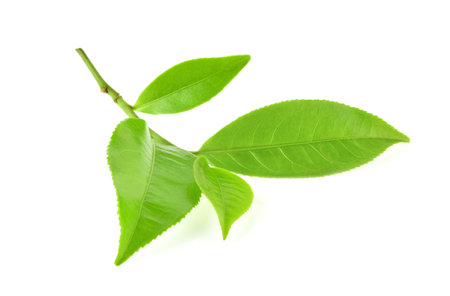 green tea leaf isolated on white background.の写真素材