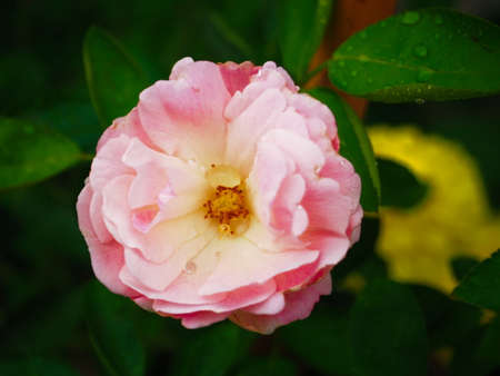 Pink flower with water drop pollen. Closeup blurred backgroundの写真素材