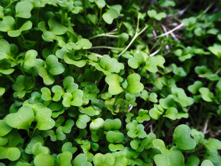 Young Seedling. Young plants grow on the ground. Green leaf. Seedlings of lettuce.の写真素材