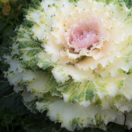 White Oranmental Cabbage at Doi Angkhang in Chaingmai, Thailandの写真素材
