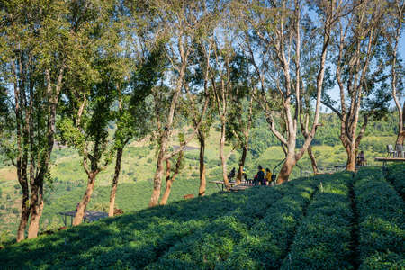 Beautiful landscape of Wang Put Tan Tea Plantation, Doi Mae Salong, Chiang Rai, Thailandのeditorial素材