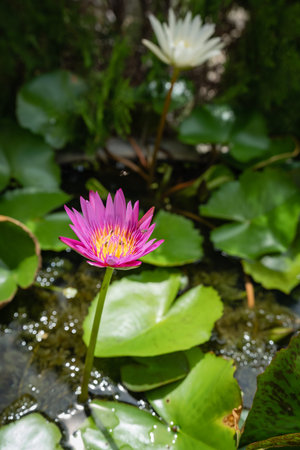 Flowers of pink and white lotus with green leaves on the waterの写真素材