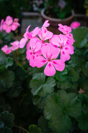 Beautiful Pink Flowers