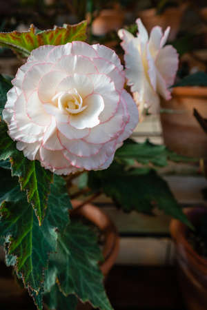 Fully Bloom White & Light Pink Camellia. Camellia Japonicaの写真素材