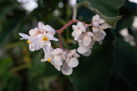 Jasmine flowers on a dark green background