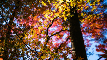 Beautiful Autumn Leaves at Korankei, Nagoya, Japan